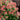 Hydrangea - Quick Fire