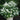 Hydrangea - Quick Fire