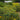 Hypericum - Cobalt-n-Gold