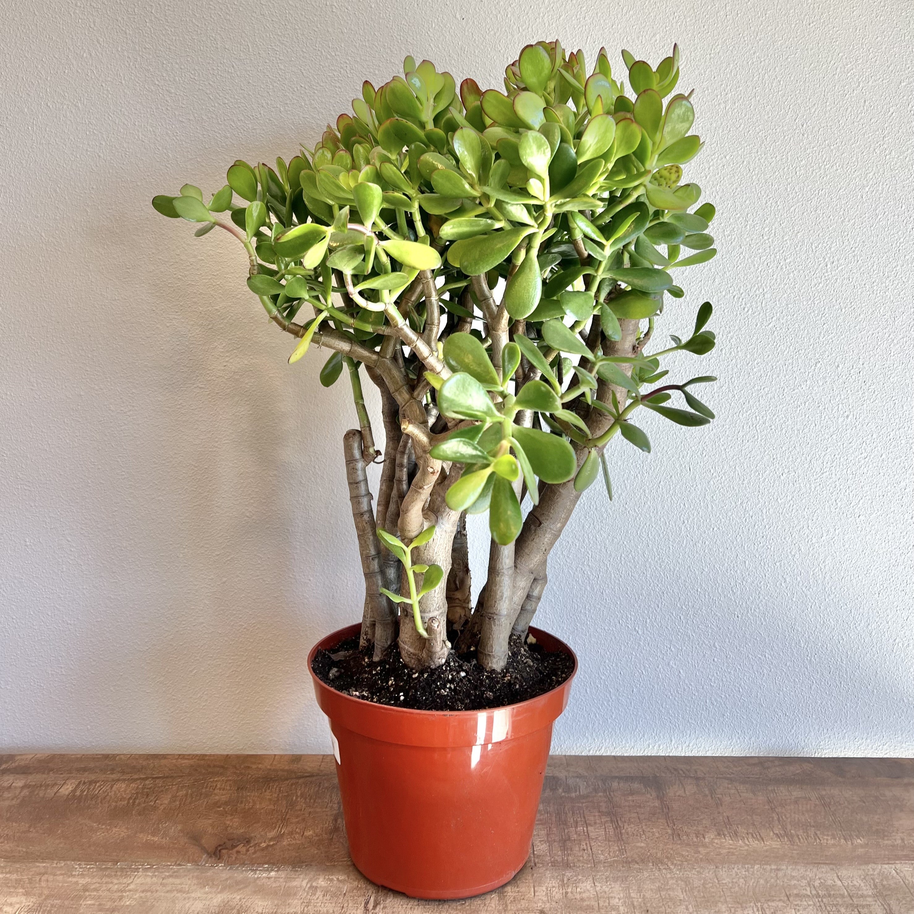 botany bay jade plant Jade