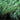 Juniper - Sea Green