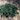 Juniper - Blue Forest