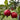 Apple - Kudos
