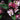 Crabapple - Coralburst