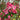 Crabapple - Courageous