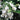 Crabapple - Firebird