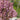 Crabapple - Pink Spires