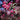 Crabapple - Prairifire