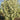 Crabapple - Starlite