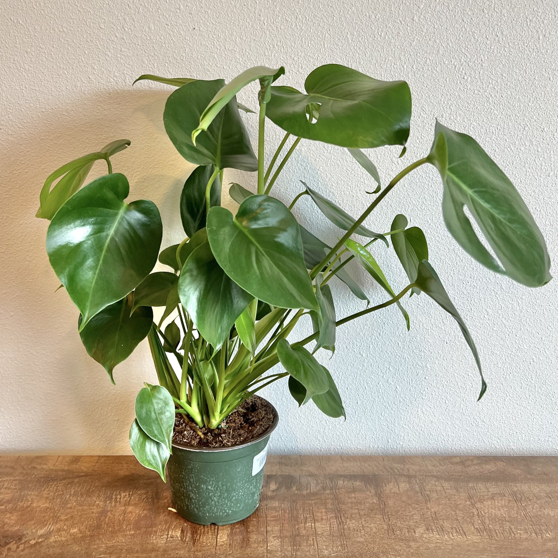 immature monstera deliciosa Monstera