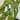 Philodendron - Swiss Cheese