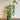 Philodendron - Swiss Cheese