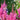 Astilbe - Razzle Dazzle