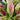 Cordyline