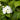 Mockorange - Miniature Snowflake