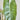 Philodendron - Burle Marx