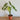 Philodendron - Burle Marx