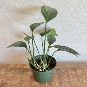 Philodendron - Dragon Tail