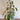 Philodendron - Emerald Red