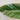 Philodendron - Emerald Red