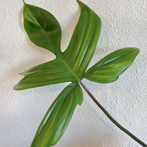 Philodendron - Florida Green