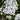 Phlox - Super Ka-Pow White