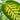 Dieffenbachia - Tropic Snow