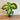 Dieffenbachia - Tropic Snow