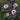 Ninebark Tree - Summer Wine