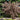 Ninebark - Diabolo