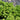 Balsam Fir - Piccolo