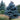 Spruce - Baby Blue Colorado