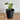 Pilea - Peperomioides