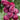 Plum - Pipestone