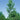 Poplar - Siouxland