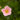 Potentilla - Pink Beauty