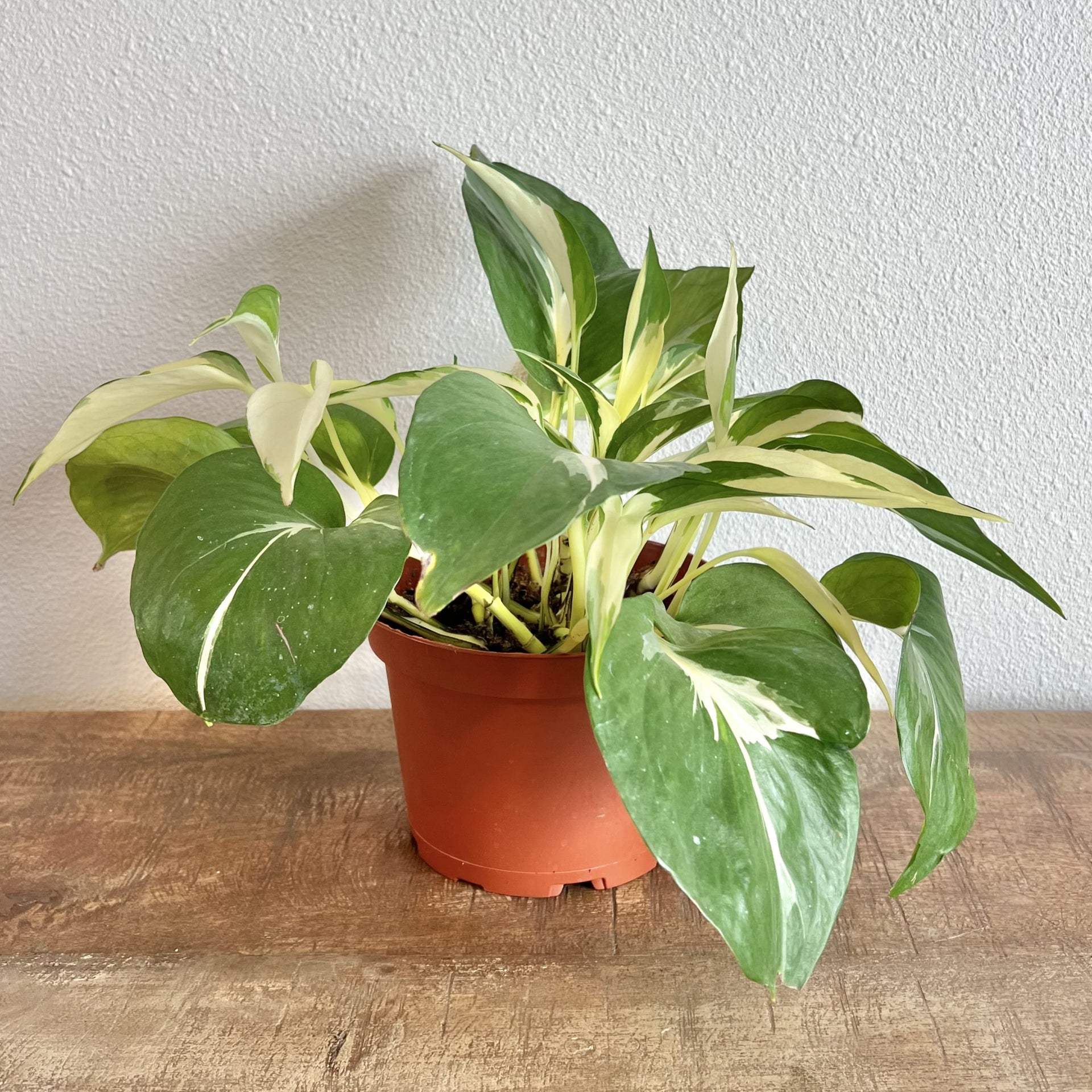 Pothos