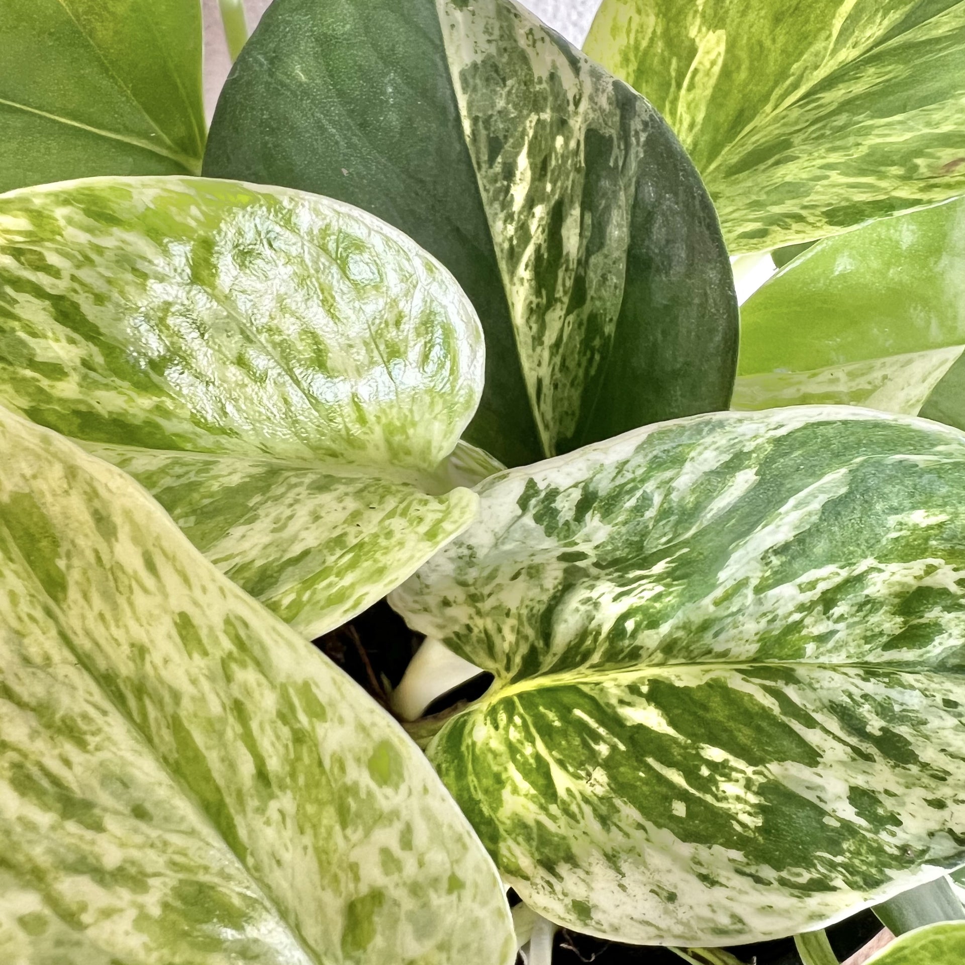 marble queen pothos toxic Pothos