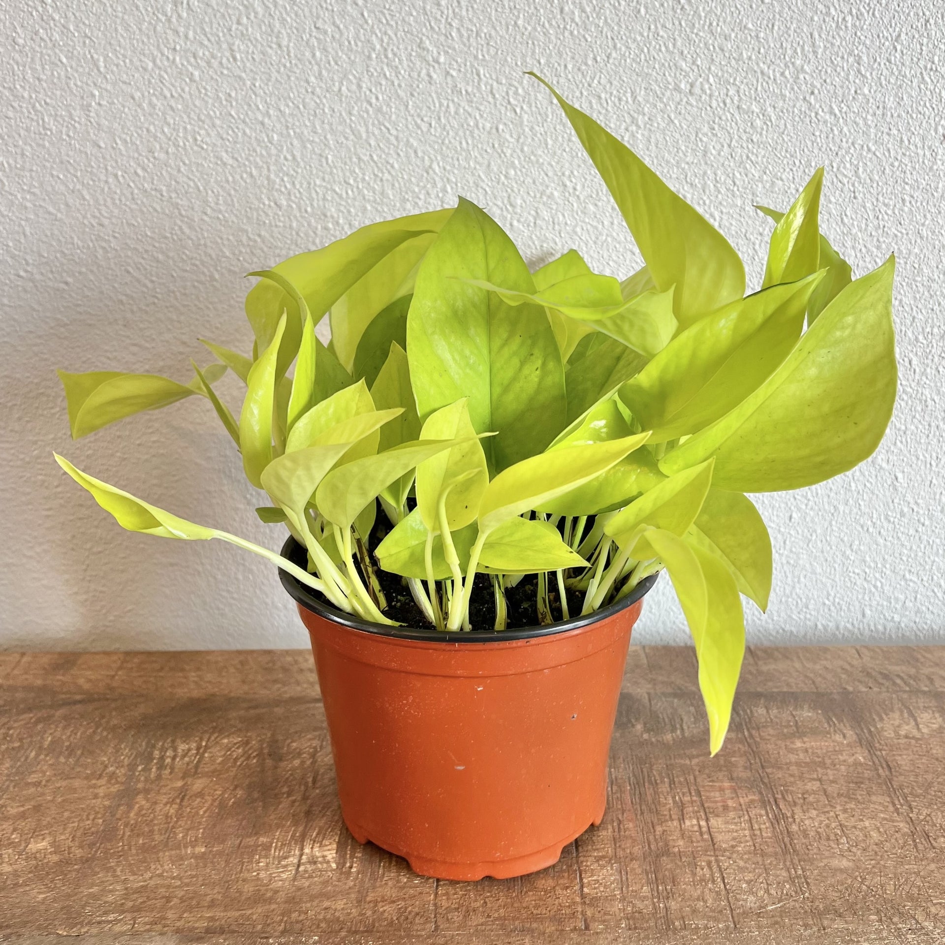 neon pothos nz Pothos