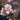 Cherry - Spring Wonder Flowering
