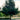 Oak - Prairie Stature