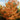 Oak - Northern Red