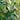 Oak - Heritage Oak