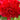 Peony - Red Charm