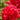 Peony - Red Charm