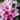 Rhododendron - Aglo