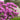 Rhododendron - P.J.M.