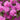 Rhododendron - P.J.M.