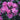 Rhododendron - Purple Gem