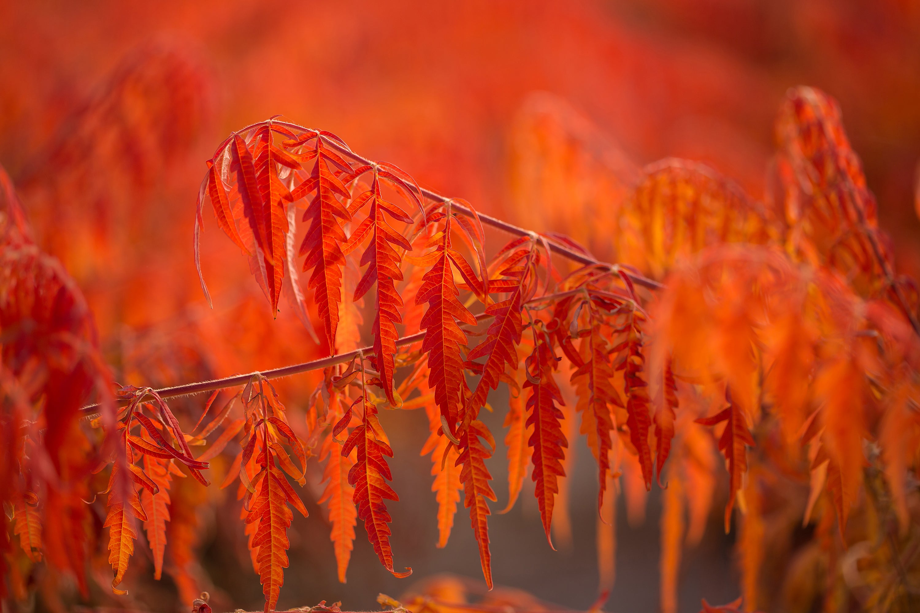 First Editions Tiger Eyes Staghorn Sumac